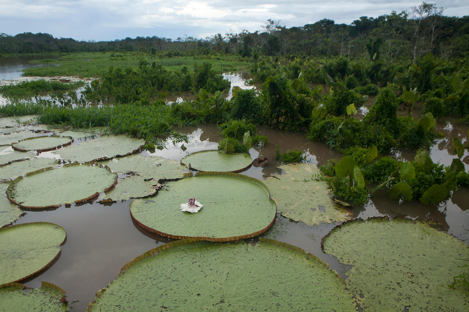AMAZONAS 23 rio galeria_MG_4769_1.jpg